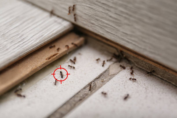 Best Termite Control Services  in Wales, WI
